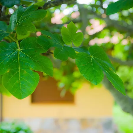 Complejo Rural El Mirador De Ovio * Cuevas (Llanes)